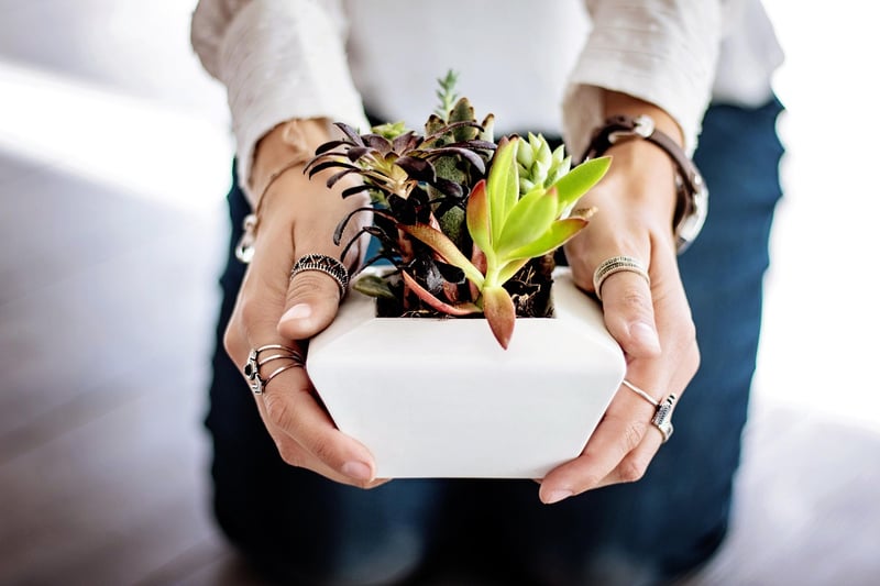 Spider Plant
