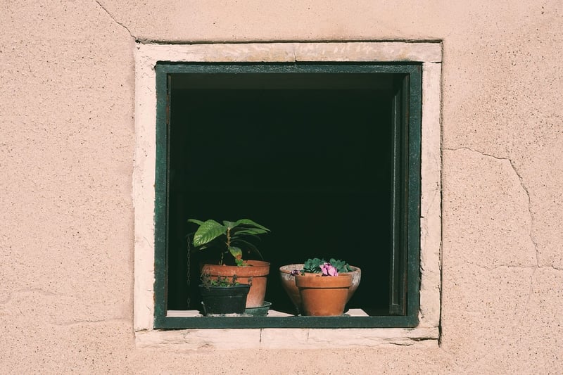 Windowsill Plants